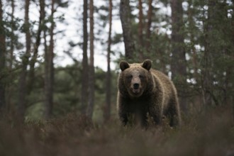 European brown bear (Ursus arctos) at the edge of a pine forest, walking through, standing in the