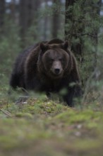 Through the undergrowth... European brown bear (Ursus arctos) in the forest, breaking through dense
