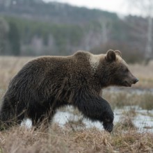 Roaming... European brown bear (Ursus (genus) arctos), still young bear running across an open area