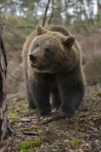 On an exploration tour... European brown bear (Ursus arctos), young bear explores its habitat,