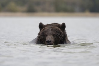 Good swimmer... European brown bear (Ursus arctos) swimming through a body of water, bears are