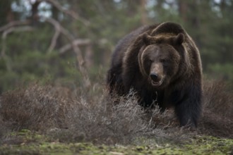 Aggressive... European brown bear (Ursus arctos), encounter in the forest, dangerous encounter,