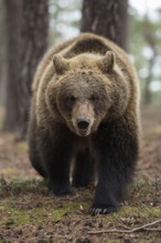 On a confrontation course... European brown bear (Ursus arctos), strong bear with long pointed