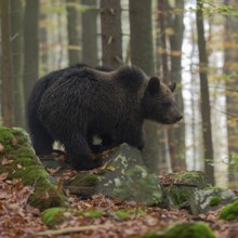 Early in the morning... European brown bear (Ursus arctos) standing on a slope on some rocks in the