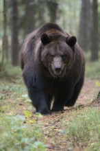 European brown bear (Ursus arctos), adult, particularly strong animal running along a game trail in