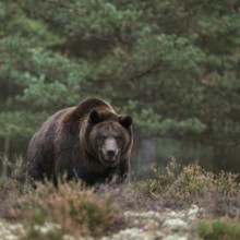 Terrifying... European brown bear (Ursus arctos), adult, particularly strong animal stands in a