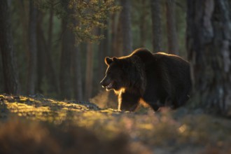 Hot breath... European brown bear (Ursus (genus) arctos) early in the morning in the forest, the
