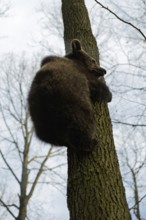 Big bum... Euopean brown bear (Ursus arctos), young bear climbing a tree trunk, steep perspective,