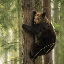 Bear cub... European brown bear (Ursus arctos) climbing a tree, following the play instinct or