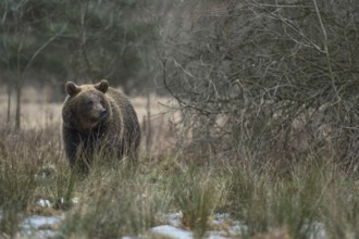 European brown bear (Ursus arctos) walks through open, wet, partly swampy terrain in winter,