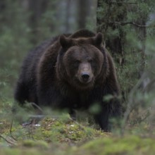 Through the undergrowth... European brown bear (Ursus arctos) in the forest, breaking through dense