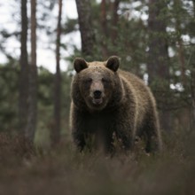 European brown bear (Ursus arctos) at the edge of a pine forest, walking through, standing in the