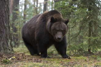 Terrifying... European brown bear (Ursus arctos), adult, particularly strong animal in the forest,