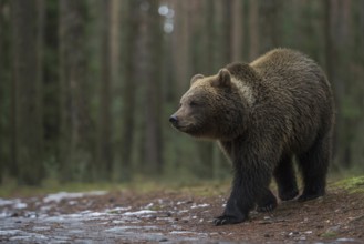 European brown bear (Ursus arctos) roaming through a forest, running into an open area late at
