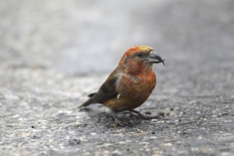 Spruce crossbill (Loxia curvirostra) male sitting on a tarmac road, Allgäu, Bavaria, Germany,