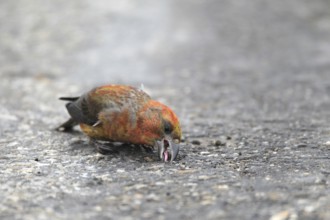 Spruce crossbill (Loxia curvirostra) male picks up minerals on a tarmac road, Allgäu, Bavaria,