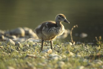 Egyptian goose (Alopochen aegyptiaca) young bird in a gravel pit, Allgäu, Bavaria, Germany, Allgäu,