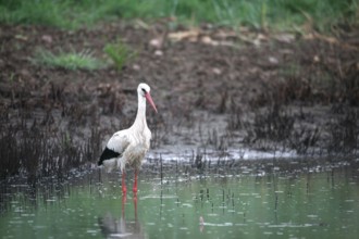 White stork (Ciconia ciconia) foraging in a pond during rain, Allgäu, Bavaria, Germany, Allgäu,