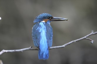 Kingfisher (Alcedo atthis) male, with prey fish in beak, Allgäu, Bavaria, Germany, Allgäu, Bavaria,