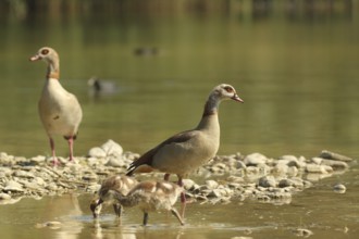 Egyptian goose (Alopochen aegyptiaca) adults with young in a gravel pit, Allgäu, Bavaria, Germany,