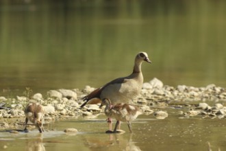 Egyptian goose (Alopochen aegyptiaca) adult bird with young in a gravel pit, Allgäu, Bavaria,