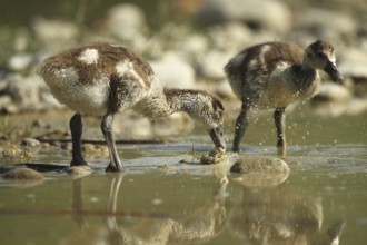 Egyptian goose (Alopochen aegyptiaca) young bird eating fish waste in a gravel pit, Allgäu,