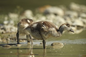 Egyptian goose (Alopochen aegyptiaca) young bird in a gravel pit, Allgäu, Bavaria, Germany, Allgäu,