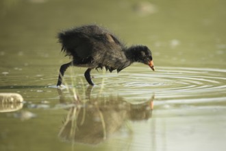 Green-footed moorhen (Gallinula chloropus) young bird foraging in the water of a gravel pit,