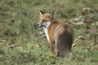 Red lynx (Vulpes vulpes) in thick winter fur, Allgäu, Bavaria, Germany, Allgäu, Bavaria, Germany