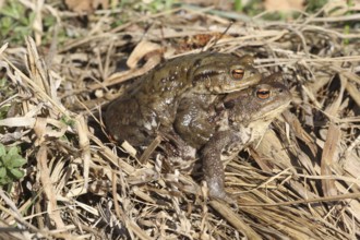 Common toads (Bufo bufo) Female carries male piggyback to spawning waters, Allgäu, Bavaria,