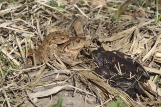 Common toad (Bufo bufo) pair encounters dark Common Frog (Rana temporaria) on the way to spawning