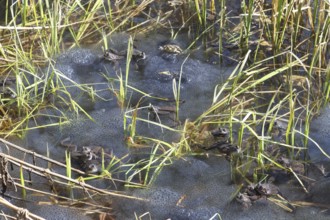 Grass frogs (Rana temporaria) among their spawning balls in the water, Allgäu, Bavaria, Germany,