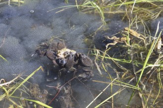Grass frogs (Rana temporaria) harassing common toads (Bufo bufo) in the water amidst their spawning