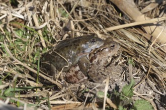 Common toad (Bufo bufo) female carries Common Frog (Rana temporaria) male piggyback to spawning