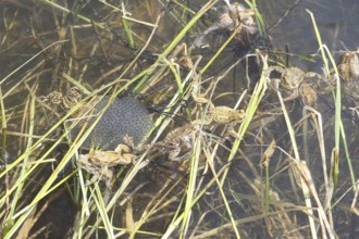 Common toads (Bufo bufo) in the middle of their spawning lines in the water, Allgäu, Bavaria,