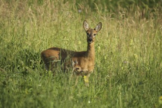 Roe deer (Capreolus capreolus) doe with fawn in tall grass, Allgäu, Bavaria, Germany, Allgäu,