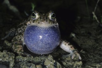 Natterjack toad (Epidalea calamita) male with inflated blue sound bubble, calling at night in a