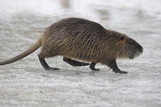 Nutria (Myocastor coypus) running across a frozen stream, Allgäu, Bavaria, Germany, Allgäu,