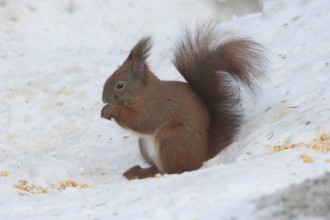 Squirrel (Sciurus) in the snow, red colour morph, eating corn kernels at the winter feeding in the
