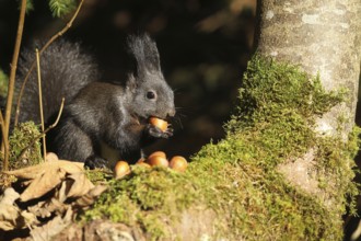 Squirrel (Sciurus) eating hazelnuts i (Corylus avellana) in the forest, Allgäu, Bavaria, Germany,