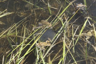 Common toads (Bufo bufo) in the water, among their spawning strings and a spawning ball of grass
