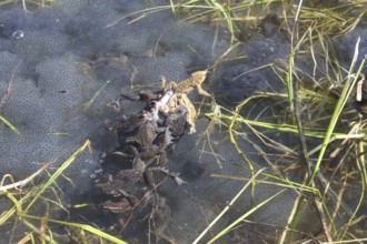 Grass frogs (Rana temporaria) harassing a common toad (Bufo bufo) in the water amidst their