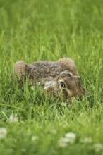European hare (Lepus europaeus) huddling in low grass, Allgäu, Bavaria, Germany, Allgäu/Bavaria,