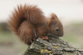 Squirrel (Sciurus) young, about 6 weeks old, Allgäu, Bavaria, Germany, Allgäu, Bavaria, Germany