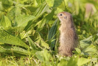 An adult European ground squirrel (Spermophilus citellus) or European souslik stands in a meadow