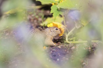 A young European ground squirrel (Spermophilus citellus) or European souslik stands in an