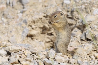 A young European ground squirrel (Spermophilus citellus) or European souslik stands upright on a