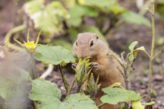 A European ground squirrel (Spermophilus citellus) or European souslik stands in an agricultural