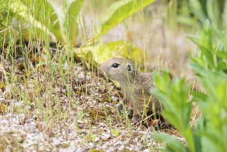 A young European ground squirrel (Spermophilus citellus) or European souslik stands on a gravel
