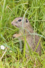 An adult European ground squirrel (Spermophilus citellus) or European souslik stands in a meadow